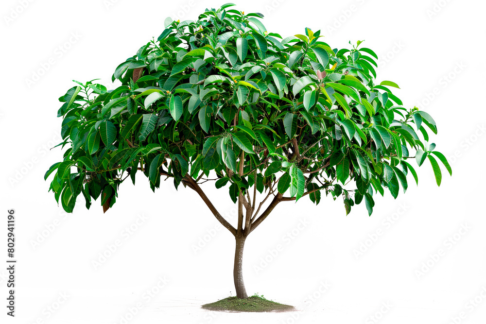 Obraz premium Avocado tree isolated on white background with copy space