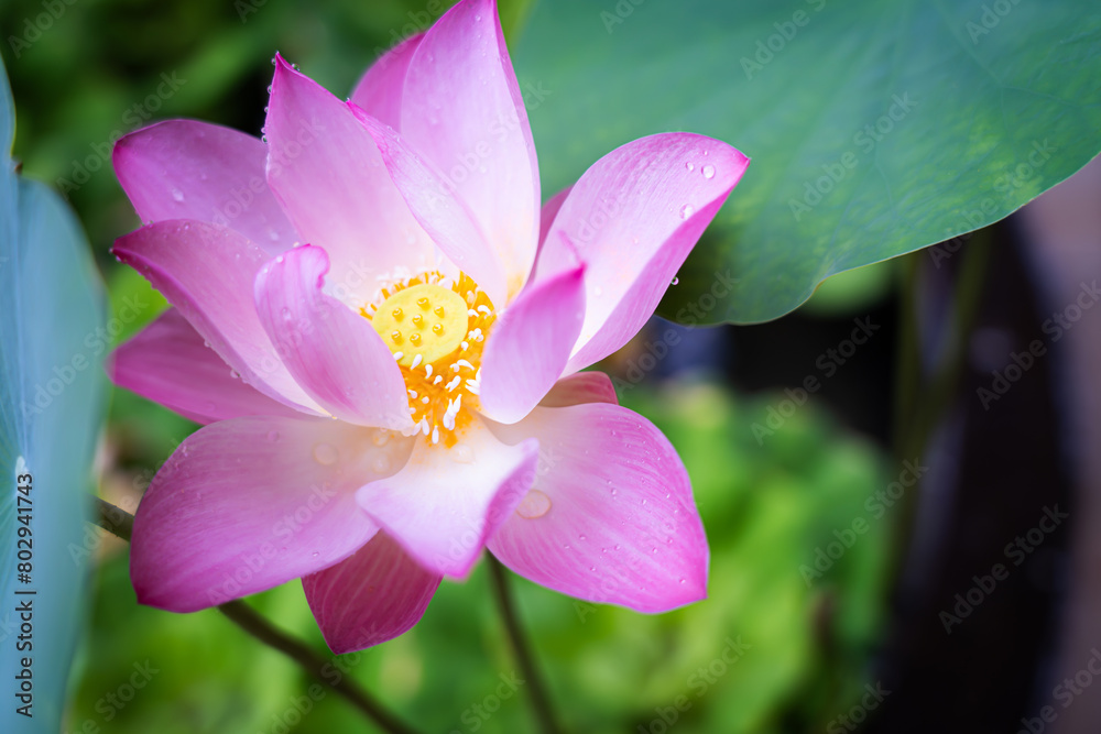 Bright pink lotus flowers blooming among the lush green leaves Bright pink lotus flowers blooming among the lush green leaves