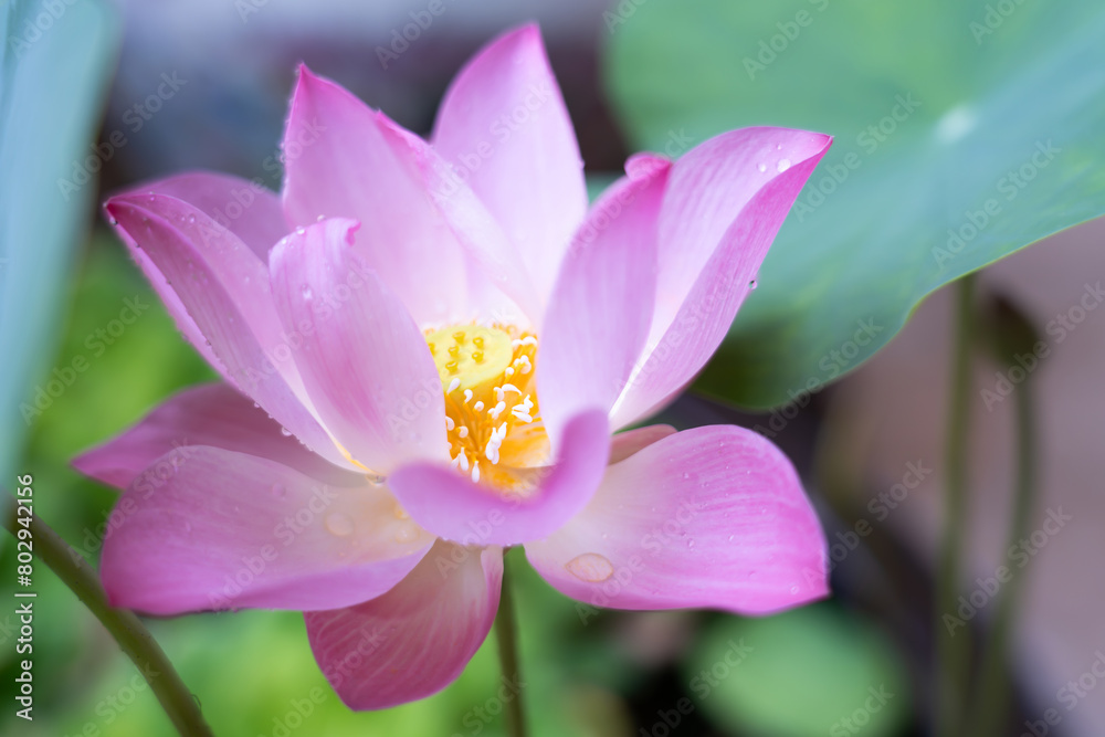 Bright pink lotus flowers blooming among the lush green leaves Bright pink lotus flowers blooming among the lush green leaves