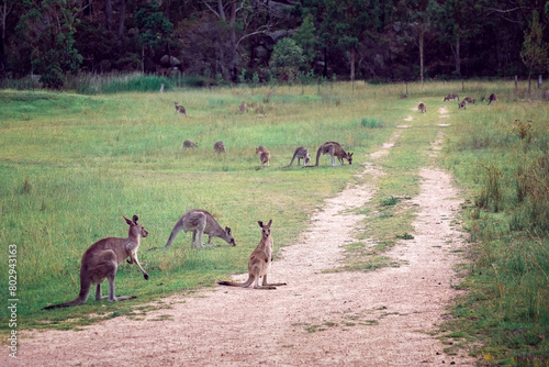 kangaroo wallaby joey, Girraween Queensland Australia, native marsupial animal emblem, baby young pouch photo
