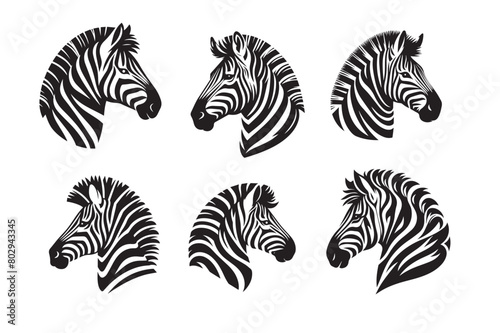 zebra vector illustration