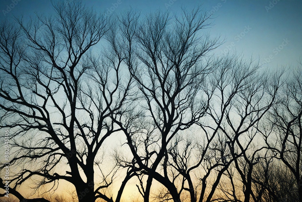 silhouette of tree in the sunset silhouette of tree in the sunset