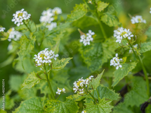 Blick auf blühende Pflanzen der Knoblauchrauke (Alliaria petiolata).