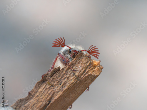 Nahaufnahme eines Maikäfers (Melolontha hippocastani) auf einem Holzstück. Er schaut den Betrachter interessiert an, die roten Fühler sind aufgerichtet.