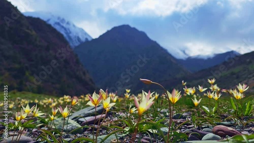 Tulipa biflora or Liriopogon biflorum tulip swaying wind in Kyrgyzstan mountains at sunny spring day . These species of tulip are native to Central Asia. photo