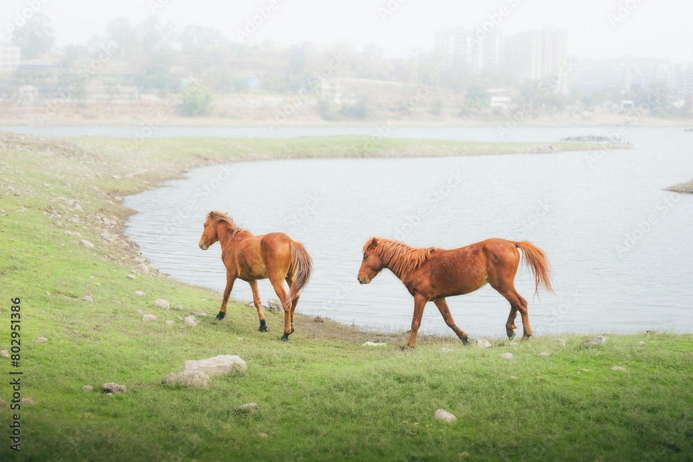 horses in the meadow