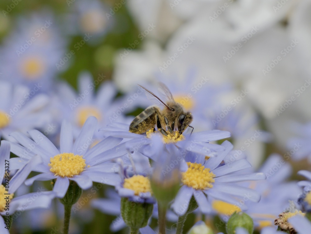 Obraz premium Bee on flowers of the blue daisy bush or blue felicia (Felicia amelloides), Spain