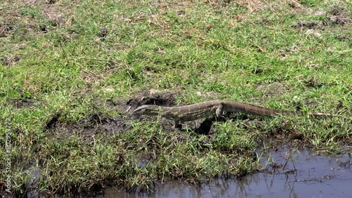 Sunbathing position and resting outside the water photo