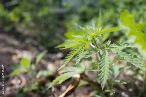 A plant with a leafy green stem and leaves. The plant is growing in a field Young cannabis hemp plant growing in sunshine