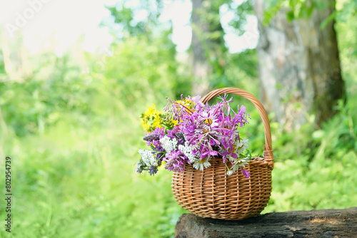 summer background. fresh useful herbs, flowers in wicker basket on tree stump, natural forest background. Healthy medical plants harvest for preparation infusion, tea. organic vitamins of wild nature