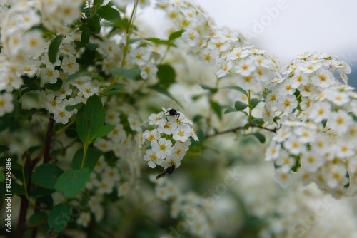 Delicate white flowers of Spiraea Wangutta. Beautiful flower abstract nature background. Ornamental shrub of the family. Home flower bed. photo
