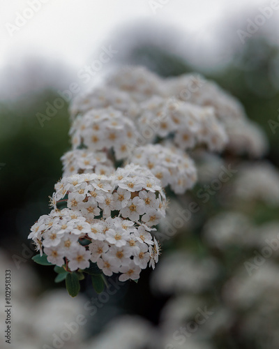 Delicate white flowers of Spiraea Wangutta. Beautiful flower abstract nature background. Ornamental shrub of the family. Home flower bed. © Denis Chubchenko