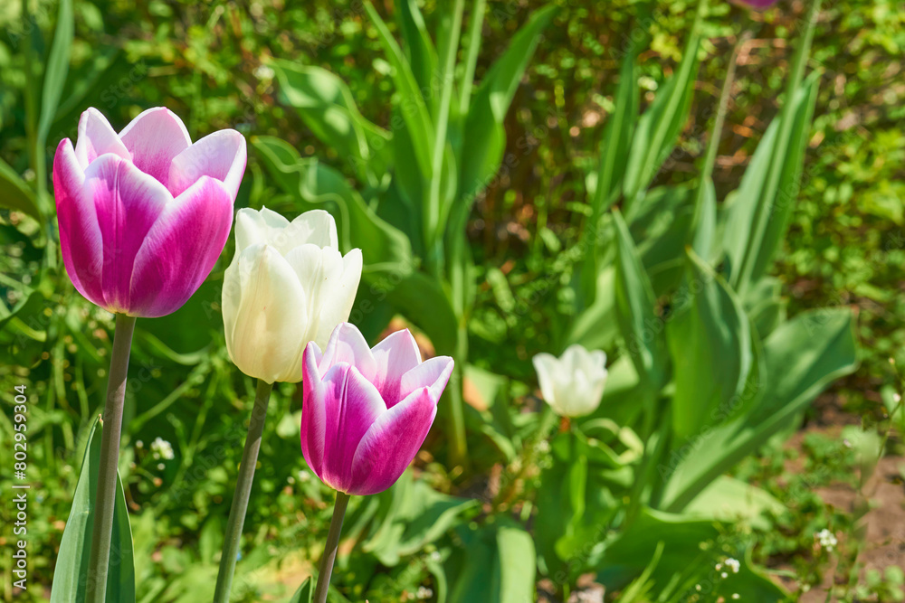 Gardening,landscaping. Blooming pink white tender tulips.green meadow Gardening,landscaping. Blooming pink white tender tulips.green meadow