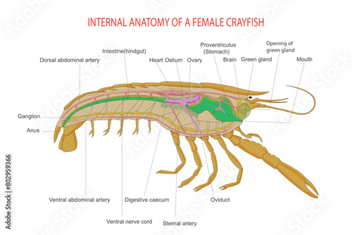 Internal anatomy of caryfish. Animal morphology.