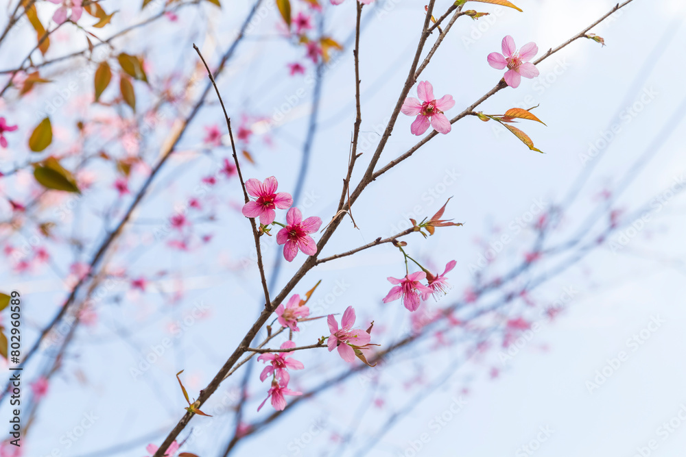 Wild Himalayan Cherry field in Thailand Wild Himalayan Cherry field in Thailand