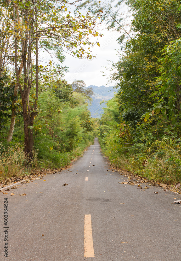 Long road in forest of Thailand