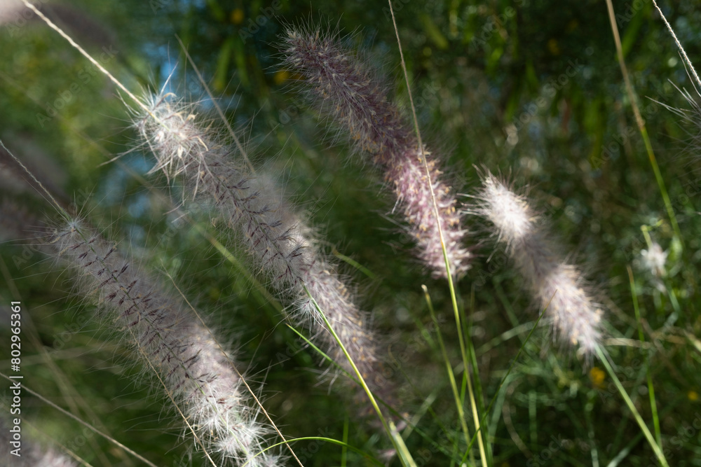 Plume of Pennisetum alopecuroides 'Hameln', Broad lamp-cleaner grass, Brush-feather grass along a road with green blurred foliage background Plume of Pennisetum alopecuroides 'Hameln', Broad lamp-cleaner grass, Brush-feather grass along a road with green blurred foliage background