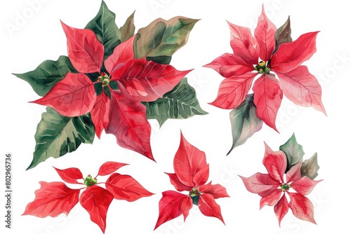 A collection of red poinsettias with green leaves. Perfect for holiday decorations