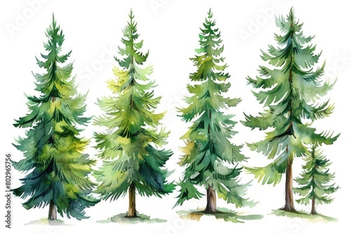 A realistic watercolor painting of a group of pine trees. Suitable for nature-themed designs