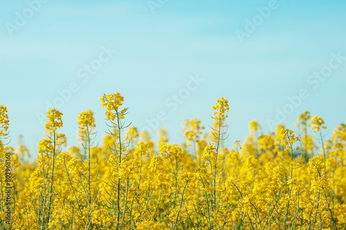 The rapeseed field blooms with bright yellow flowers on blue sky