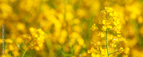 Fotografie Canola field