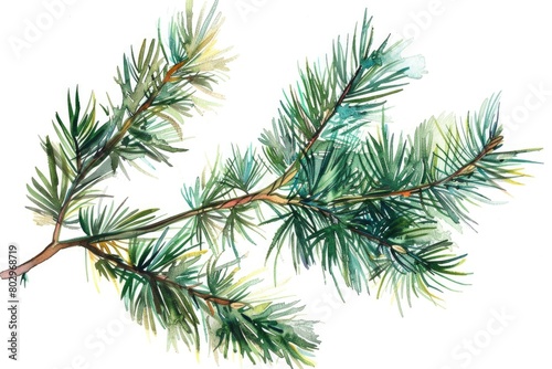 Detailed watercolor painting of a pine tree branch. Suitable for nature-themed designs