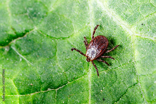 Dermacentor Reticulatus On Green Leaf.Family Ixodidae.Carrier of infectious diseases as encephalitis or Lyme borreliosis. Ticks Are Carriers Of Dangerous Diseases.