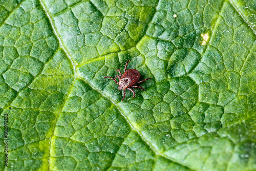 Dermacentor Reticulatus On Green Leaf.Family Ixodidae.Carrier of infectious diseases as encephalitis or Lyme borreliosis. Ticks Are Carriers Of Dangerous Diseases. photo