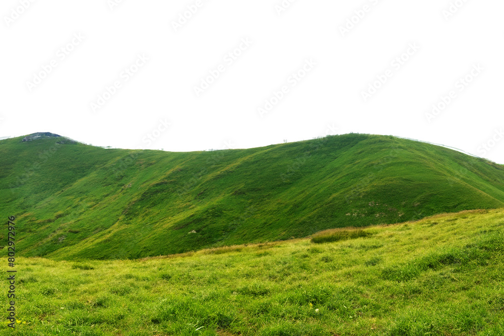 Fototapeta premium Panoramic green grass hill isolated from background.