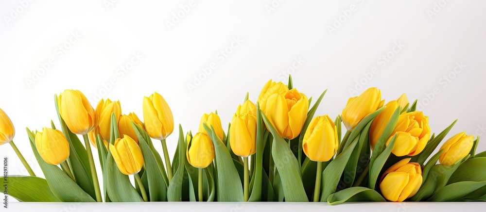 A copy space image featuring a stunning arrangement of yellow tulips against a white backdrop