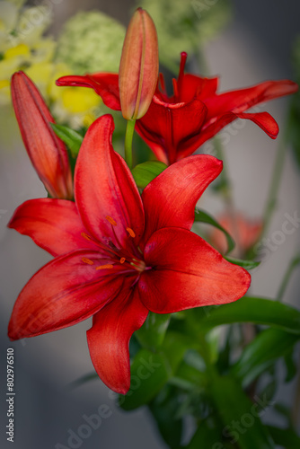 Close up of an Amaryllis in a vase with large brightly colored red petals, the Netherlands