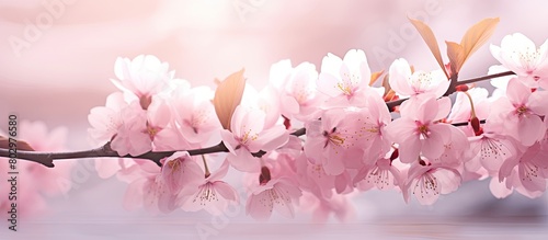A copy space image showcasing the delicate pink blossoms of spring