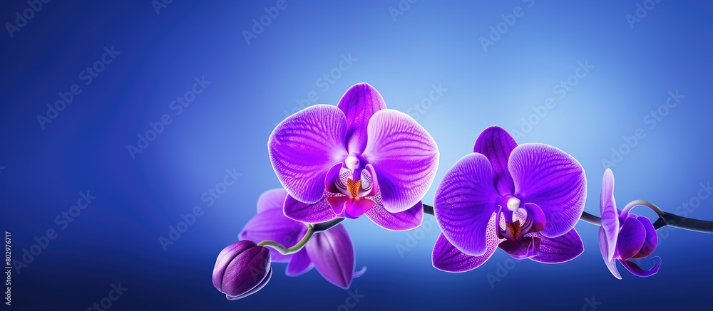 Fototapeta premium A beautiful purple orchid flower in full bloom with an empty space for text or other graphics in the image. with copy space image. Place for adding text or design