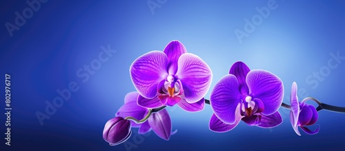 A beautiful purple orchid flower in full bloom with an empty space for text or other graphics in the image. with copy space image. Place for adding text or design