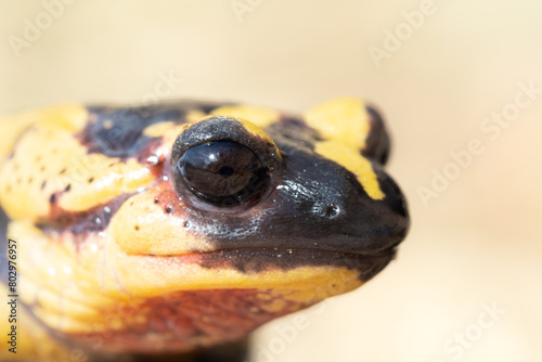 Salamandra negra y amarilla primer plano de cabeza  photo