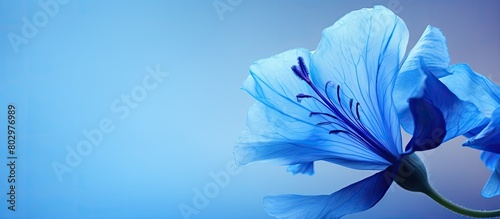 A close up image of the blu...