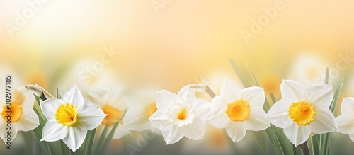 A close up copy space image of white and yellow daffodil flowers on a floral background