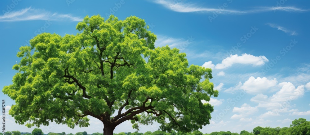 A copy space image showcasing the vibrant leaves of an oak tree under a clear sunny sky