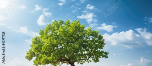 A copy space image showcasing the vibrant leaves of an oak tree under a clear sunny sky