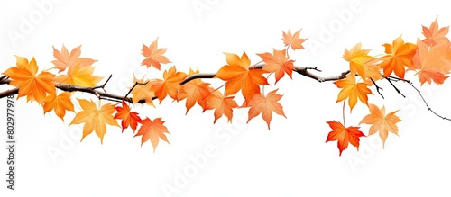 A autumn maple branch with leaves isolated on a white background providing ample copy space image