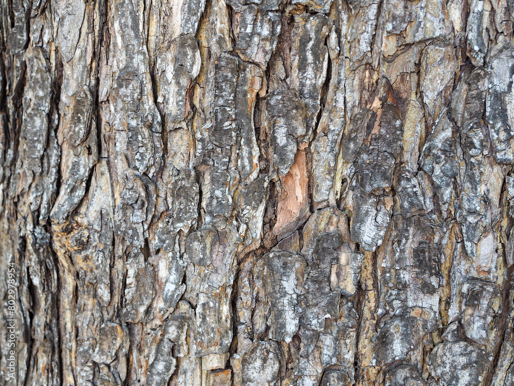 Obraz premium Close-up photo of tree bark