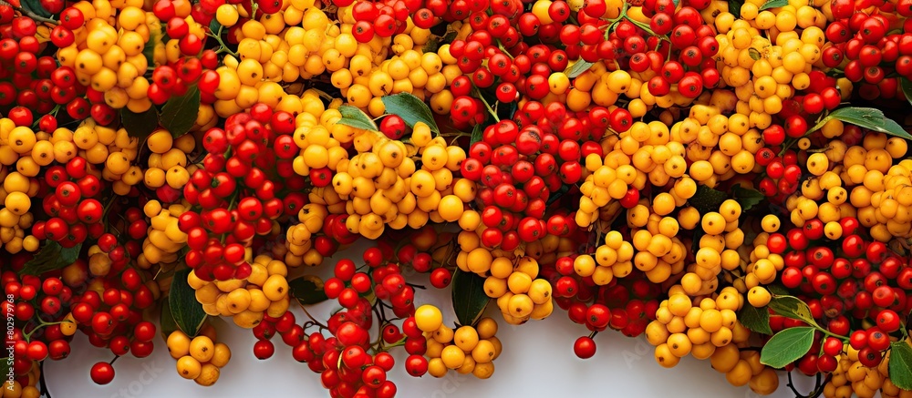 A captivating copy space image featuring vibrant red and yellow berries adorning the background