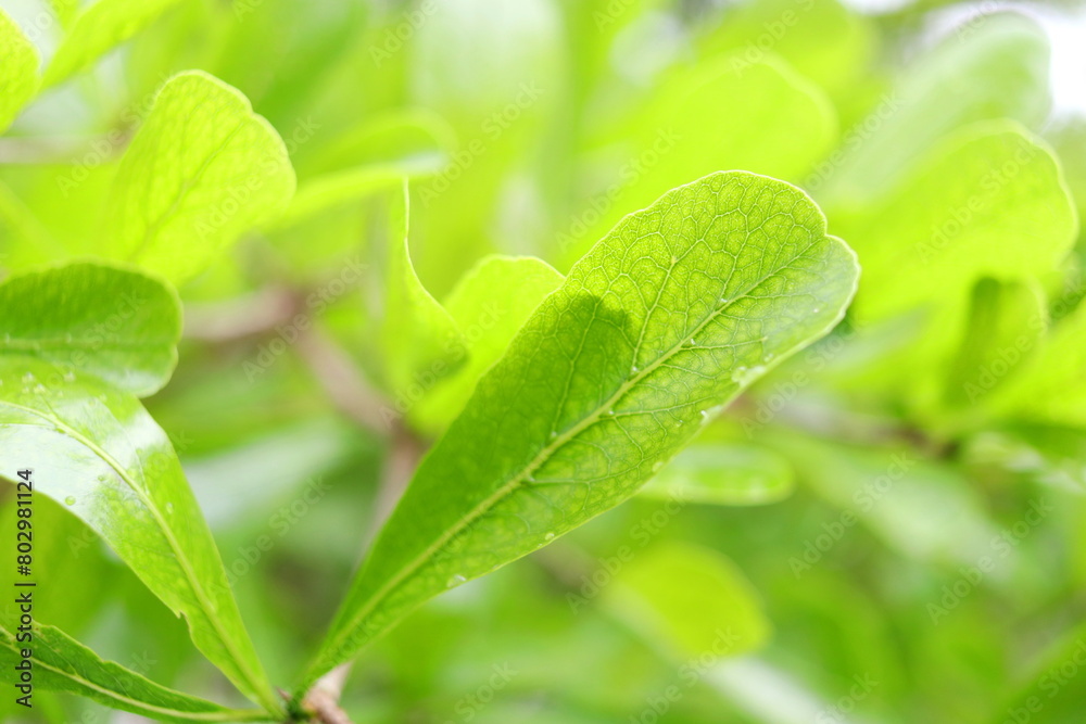 Fototapeta premium Terminalia Ivorensis or Black Afara green leaf and droplets are on leaf with detail vein of leaf. Another name is Ivory Coast almond.