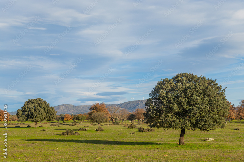 Cork oak trees in Extremadura Cork oak trees in Extremadura