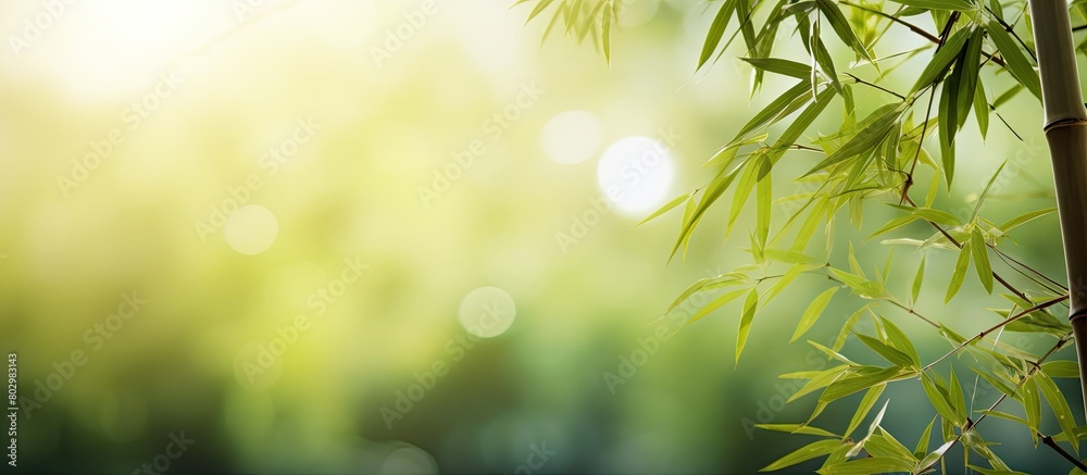 A beautiful natural landscape image of a blurred bamboo branch with green leaves and bokeh effect in a tropical forest The bamboo creates a border design over the sunny background A beautiful natural landscape image of a blurred bamboo branch with green leaves and bokeh effect in a tropical forest The bamboo creates a border design over the sunny background