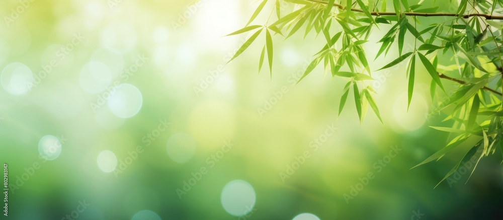 A beautiful natural landscape image of a blurred bamboo branch with green leaves and bokeh effect in a tropical forest The bamboo creates a border design over the sunny background A beautiful natural landscape image of a blurred bamboo branch with green leaves and bokeh effect in a tropical forest The bamboo creates a border design over the sunny background
