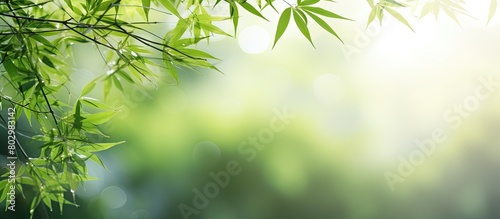 A beautiful natural landscape image of a blurred bamboo branch with green leaves and bokeh effect in a tropical forest The bamboo creates a border design over the sunny background