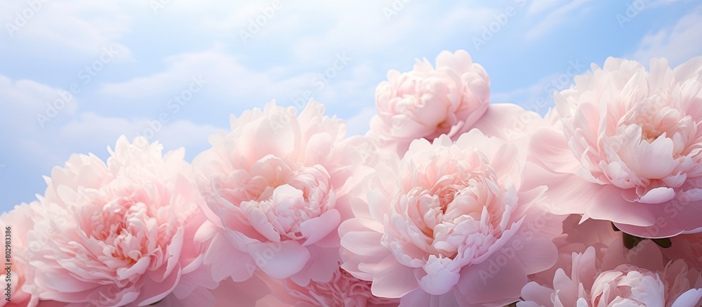 A beautiful copy space image of peonies in bloom