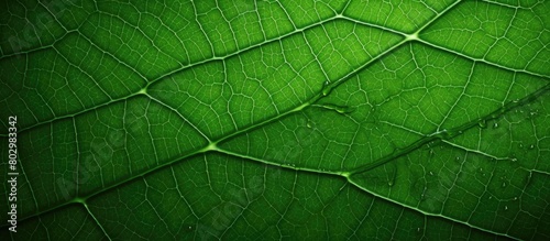 A close up image of the intricate texture found on a vibrant green leaf with ample copy space for added details
