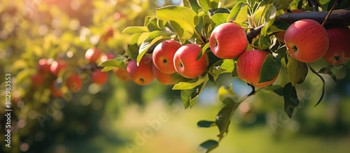 A copy space image of a long branch filled with vibrant green and red apples is seen hanging gracefully in an idyllic orchard